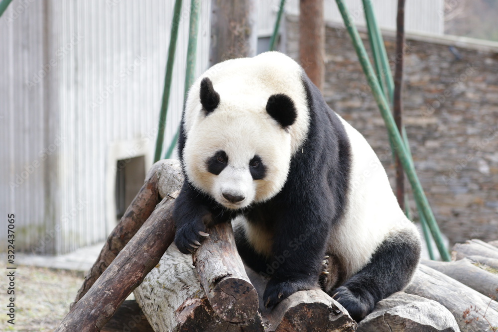 Close up Beautiful Face of Female Panda, Lin Bing, Wolong Giant Panda Nature Reserve, China