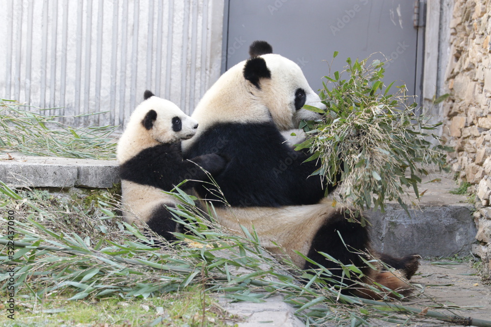 Obraz premium Like Mother , Like Son, Mother panda , Lin Bing and her Cub, Wolong, China