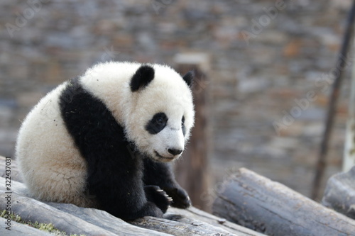 Happy Little Panda Cub, Wolong Giant Panda Nature Reserve, China © foreverhappy