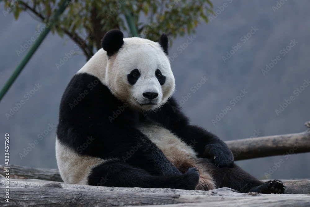 Fototapeta premium American Born Female panda, Bao Bao, is Chilling out in Winter time, Wolong Giant Panda Nature Reserve, China