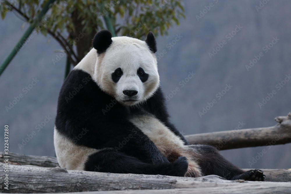 Obraz premium American Born Female panda, Bao Bao, is Chilling out in Winter time, Wolong Giant Panda Nature Reserve, China