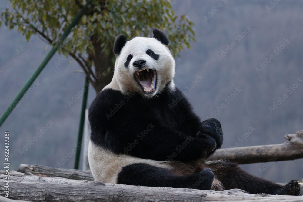 Fototapeta premium American born Panda, Bao Bao, is Yawning, Panda Paradise , China