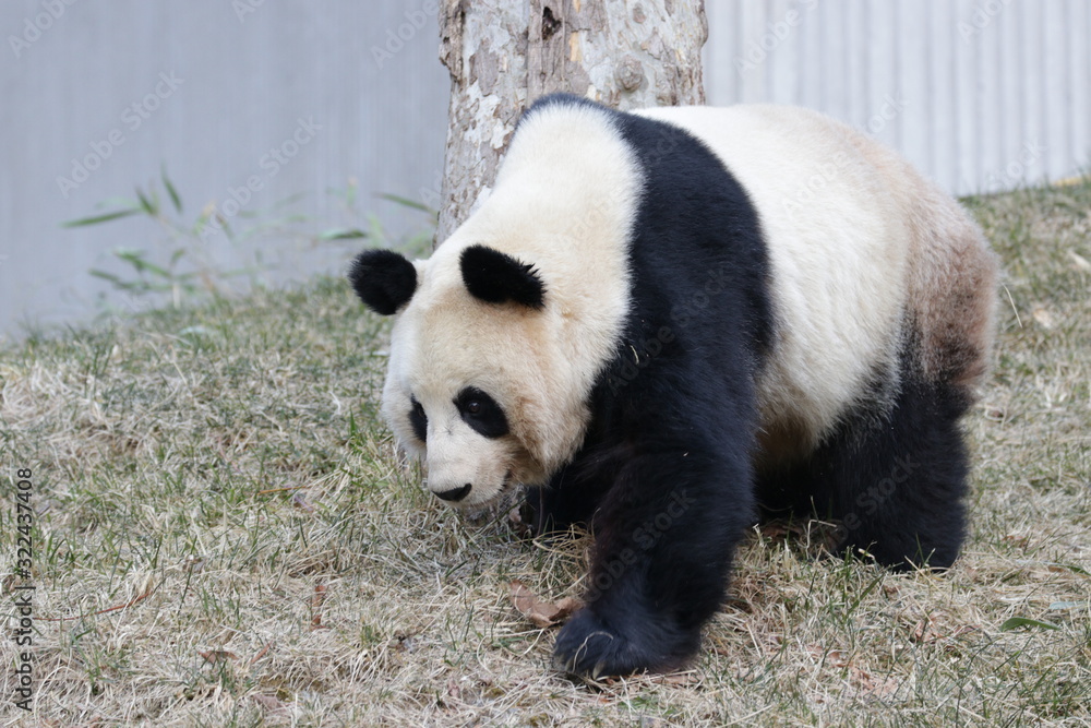Male Panda, Wu Gang, Wolong Giant Panda Nature Reserve, China Male Panda, Wu Gang, Wolong Giant Panda Nature Reserve, China