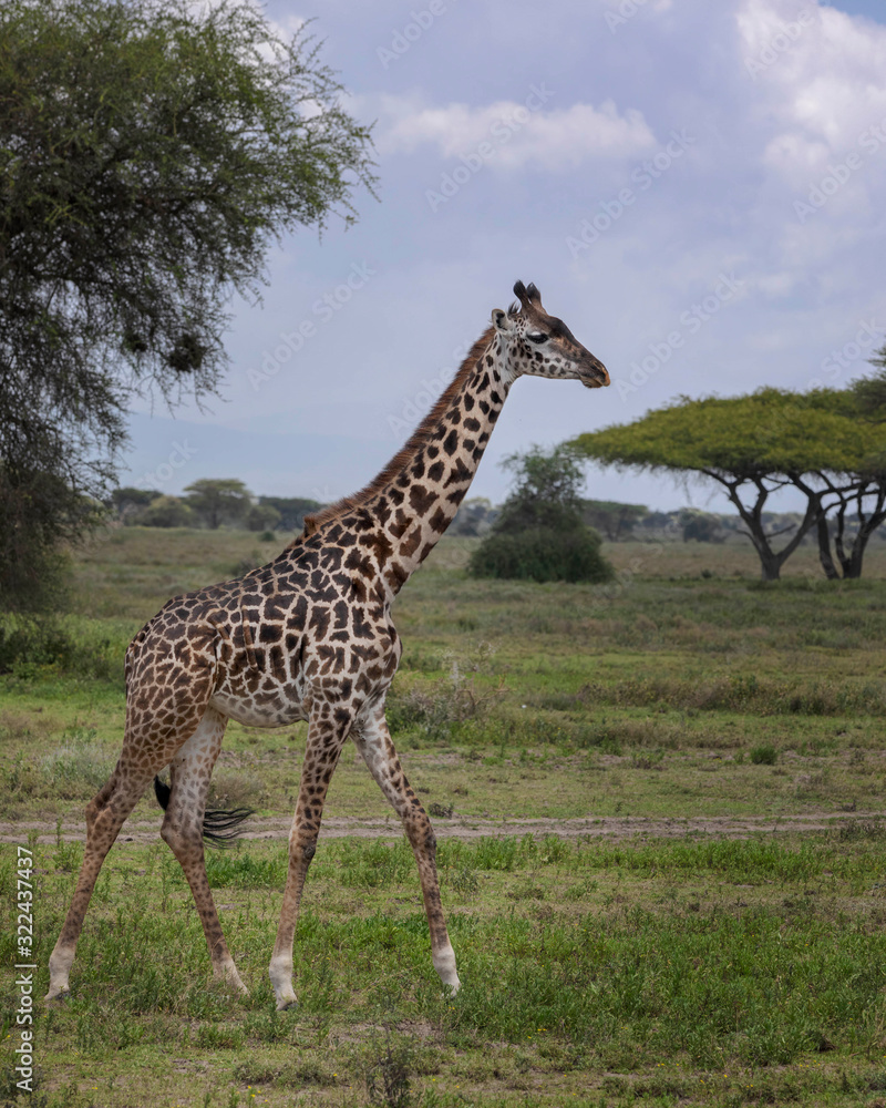 Fototapeta premium Giraffe 