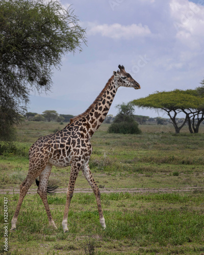 Giraffe 