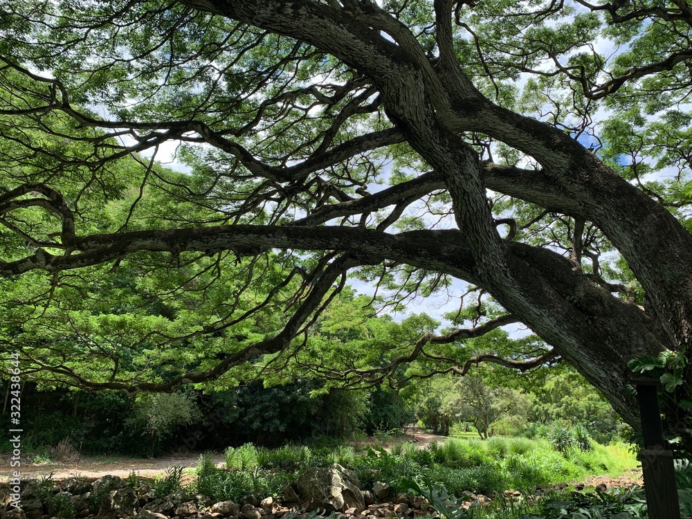 tree in forest tree in forest