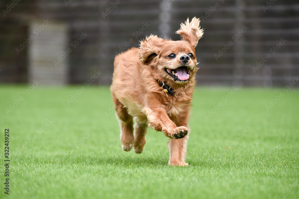 Fototapeta premium キャバリア