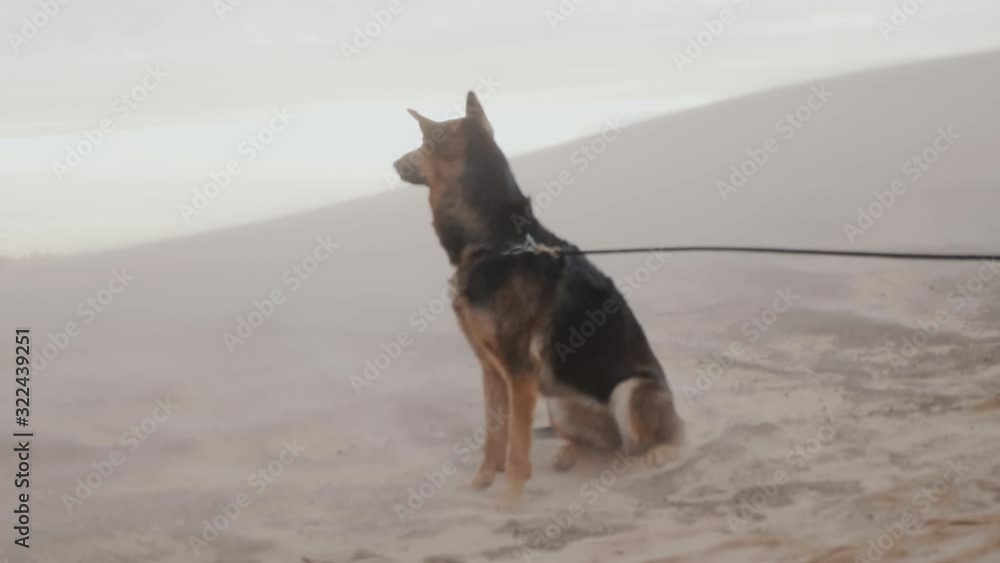 Beautiful happy cute German shepherd dog sitting still on big sand dune beach under strong stormy wind slow motion. Beautiful happy cute German shepherd dog sitting still on big sand dune beach under strong stormy wind slow motion.