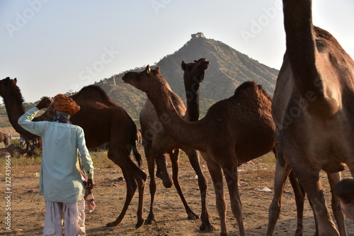 インドのラジャスタン州のプシュカル　一年に一度のラクダ祭期間中　砂漠に集まるラクダの群れと世話をするラクダ使いの男性