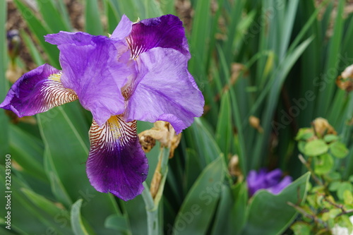 purple iris