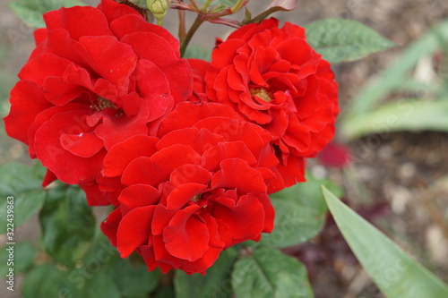 red rose in garden