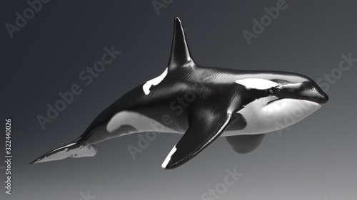 Photography Killer whale of background, 3d render