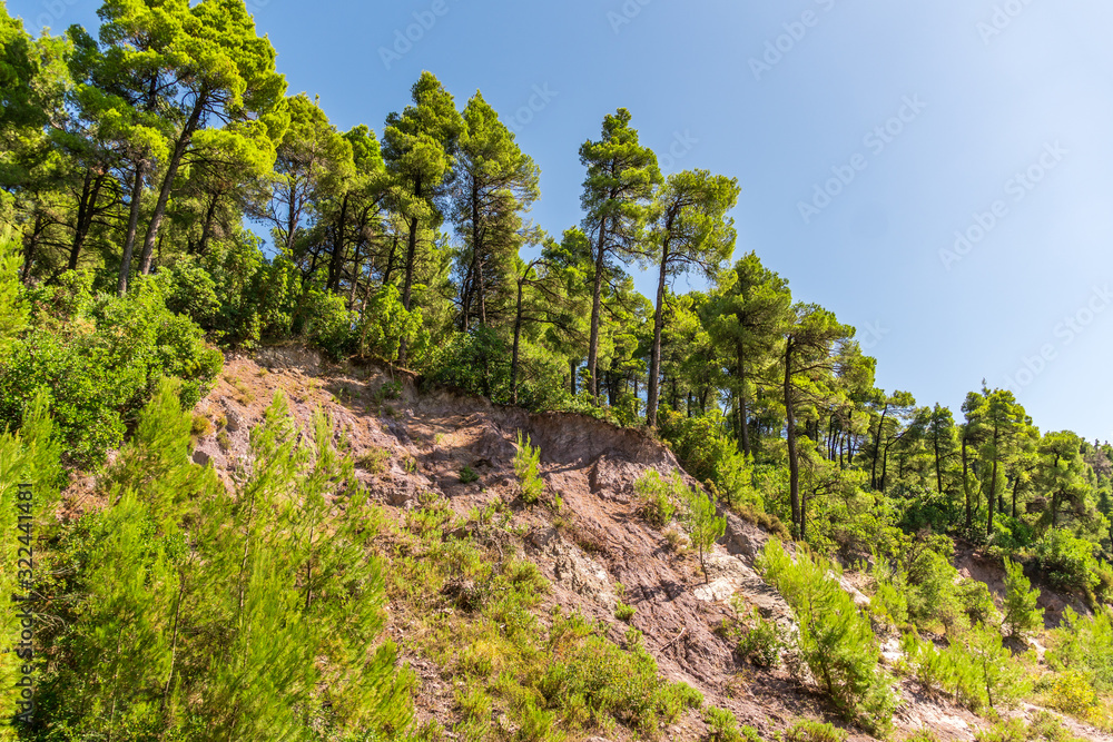 Fototapeta premium Pine tree forest under the blue sky
