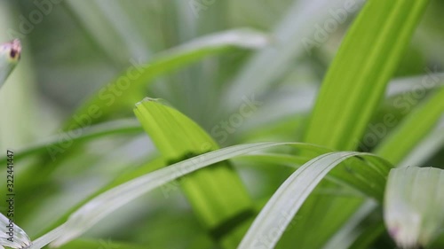 Green Close Up Leaf at the Beautiful in the Nature. photo