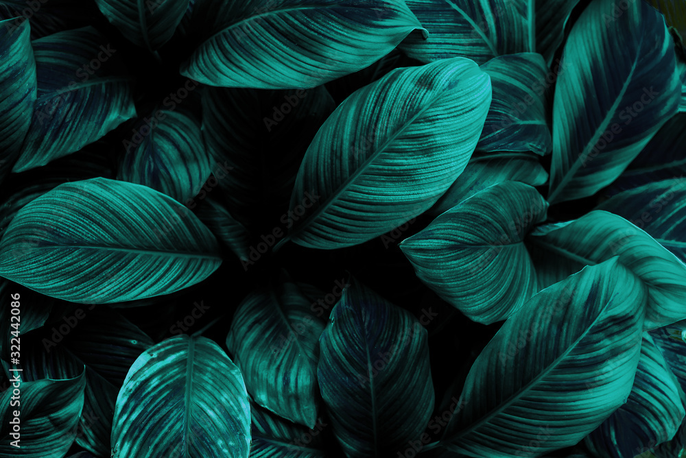 Fototapeta Zielone liście uprawy roślin. roślina tropikalnych lasów deszczowych. abstrakcyjny kolor na ciemnym tle