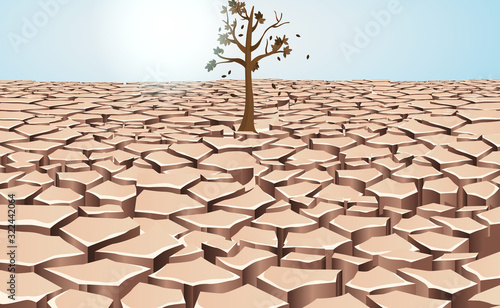 dry tree in the dry river	