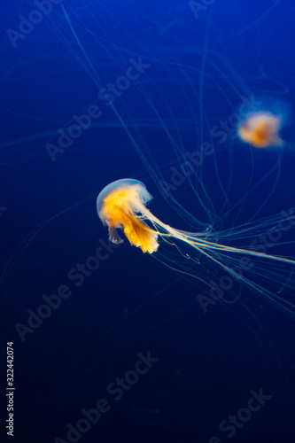 Jelly 
