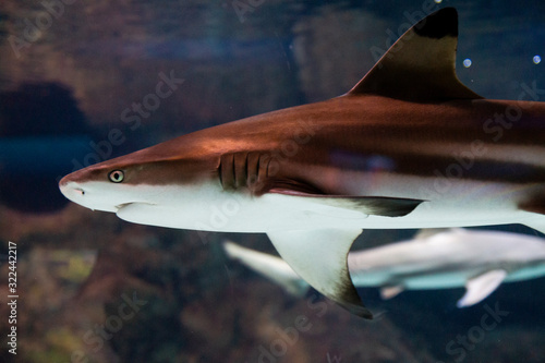 Sharks