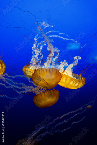 jellyfish in blue water