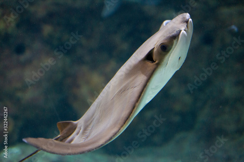 Ray in aquarium