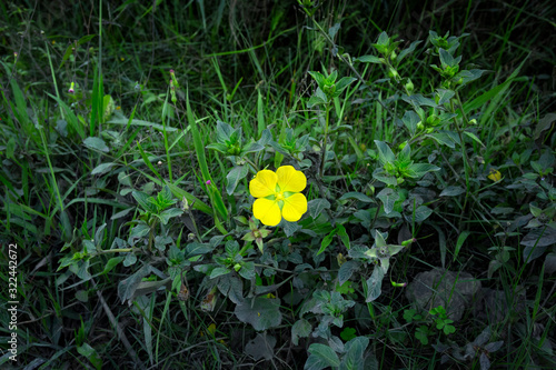 Close-up of beautiful yellow wildflower standing out among green undergrowth in the forest. Yellow flower among weeds . Potentilla eriocarpa flower photo