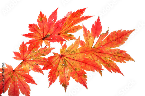 Beautiful autumn maple leaves isolated on white