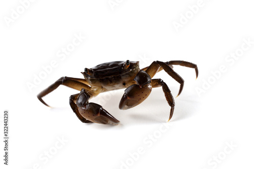 Little crab with big сдфцы