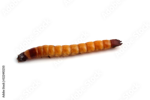 Wireworm isolated on white