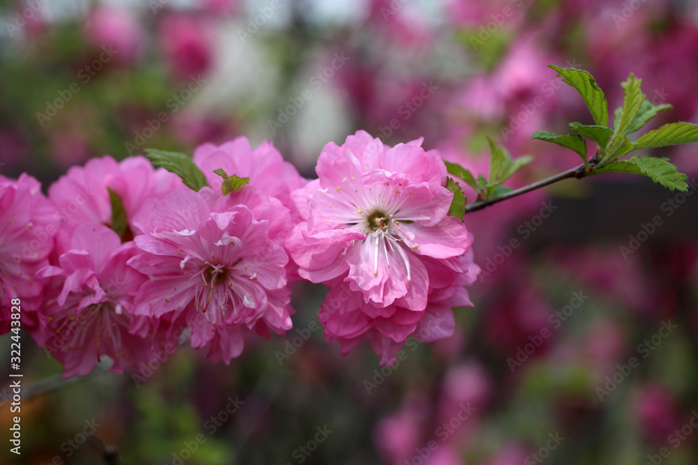 Cherry flowers. Sakura Cherry flowers. Sakura