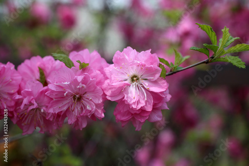 Wallpaper Mural Cherry flowers. Sakura Torontodigital.ca