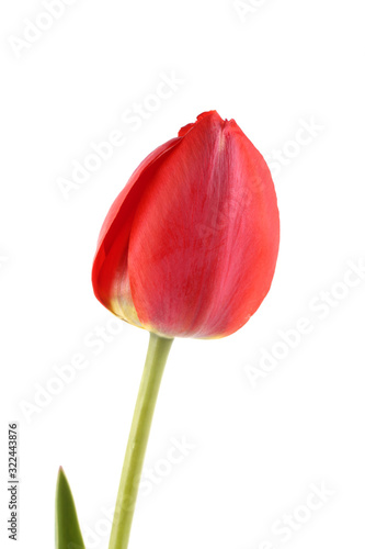 Red growing tulip isolated on white