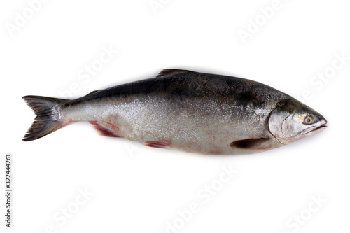 Salmon isolated on white