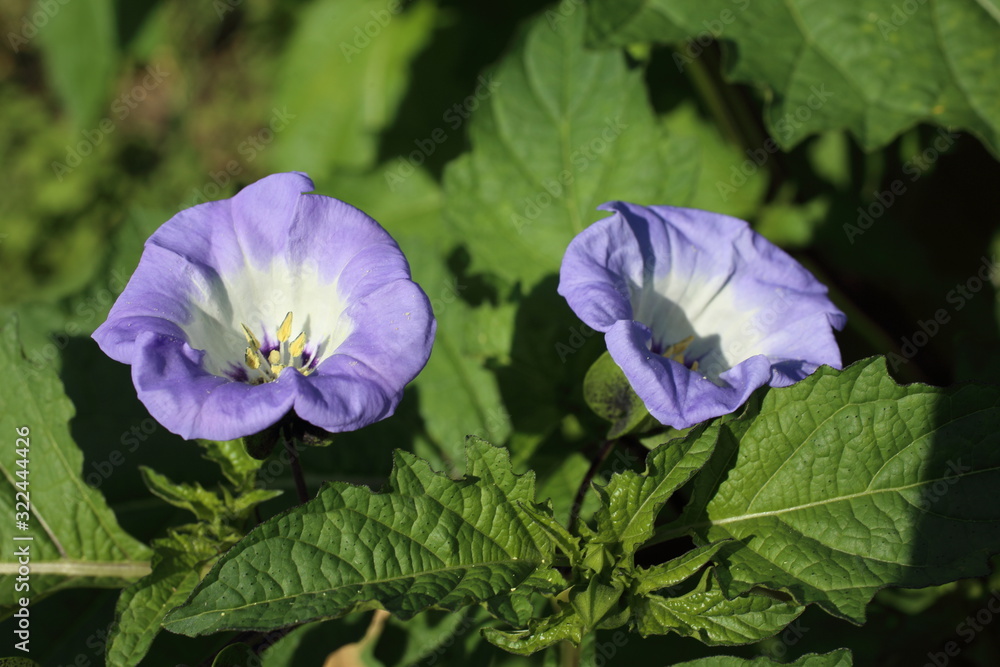 Decorative physalis