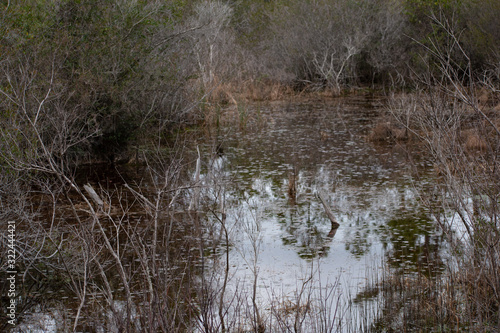 Florida swamp with reflection of blue sky
