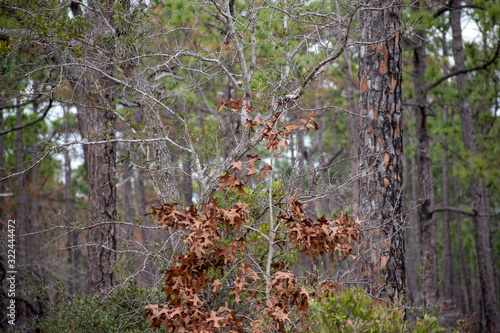 brown leaves in florida trees