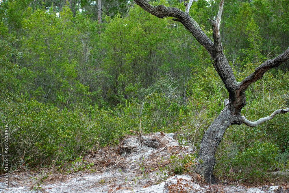 framing tree