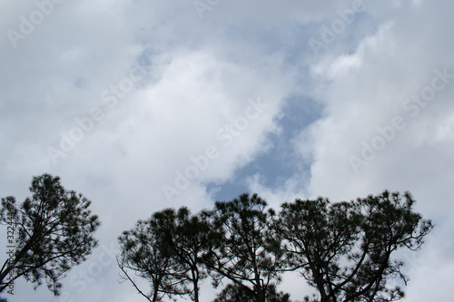 Pines in front of white clouds