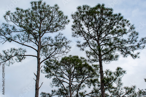 three tall pines
