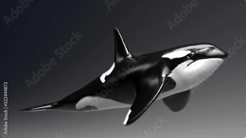Wallpaper Mural Killer whale of background, 3d render Torontodigital.ca