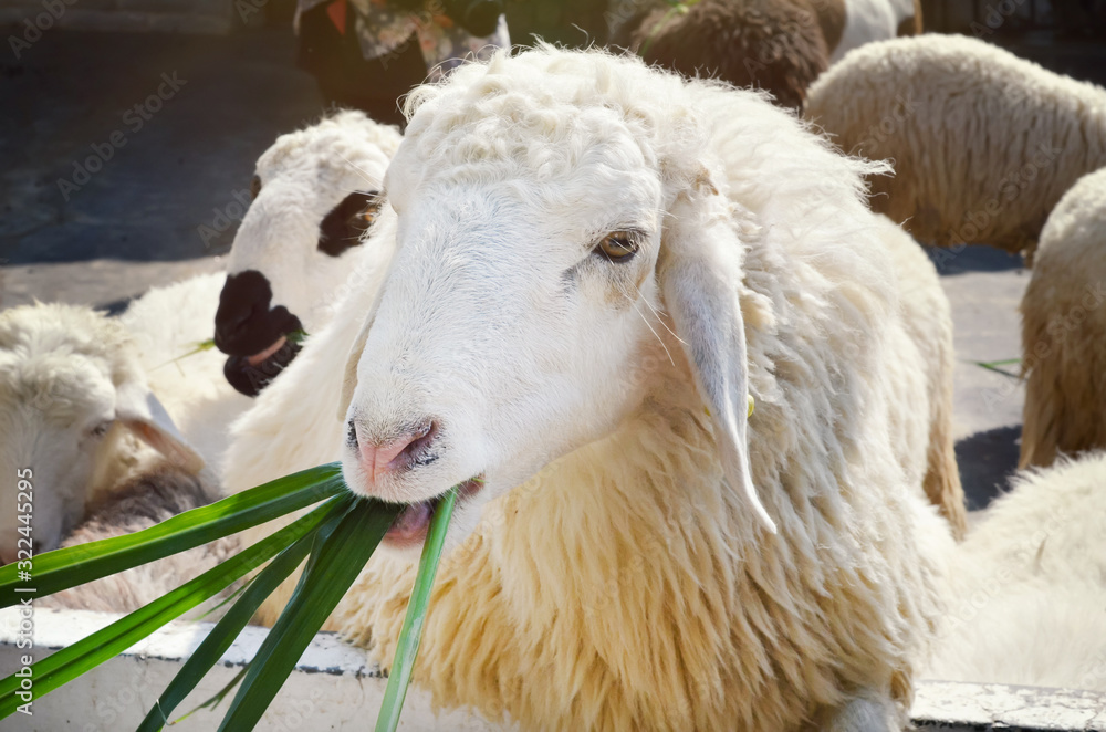 Naklejka premium Sheep eating grass in the farm