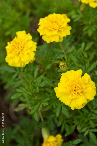 The name of these flowers is Tagetes patula, French marigold. Scientific name is Tagetes.