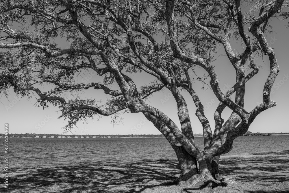 Shaded winter ocean tree