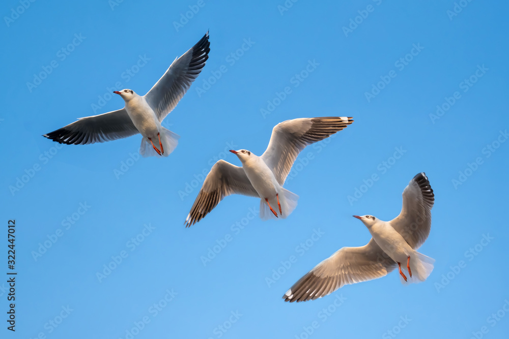 Fototapeta premium Seagull flying