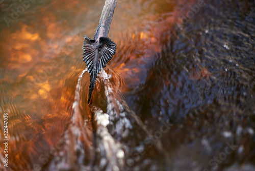 Photography The burnt remnant of a palm frond touches the surface of tannin and ash-stained flood water - poignantly symbolising the bushfire and flooding events which have caused widespread destruction recently