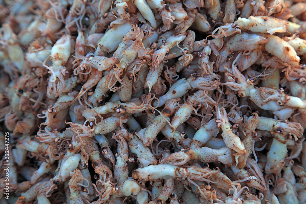 Dry cuttlefish on the market