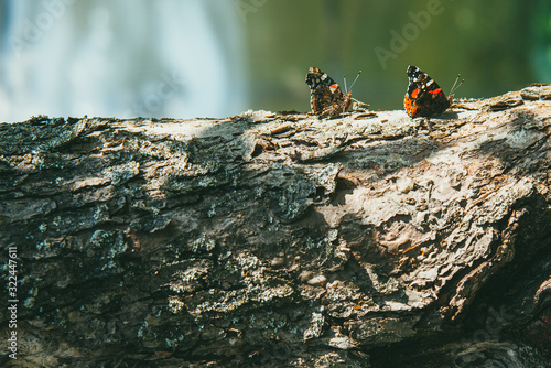 several colorful beautiful butterflies are sitting on the tree trunk