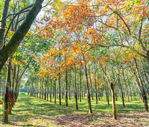 Rubber trees change their leaves in the early sunshine in the peaceful countryside of Vietnam