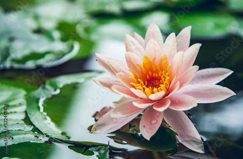 beautiful lotus flower is complimented by the rich colors of the deep blue water surface.Nature Background.