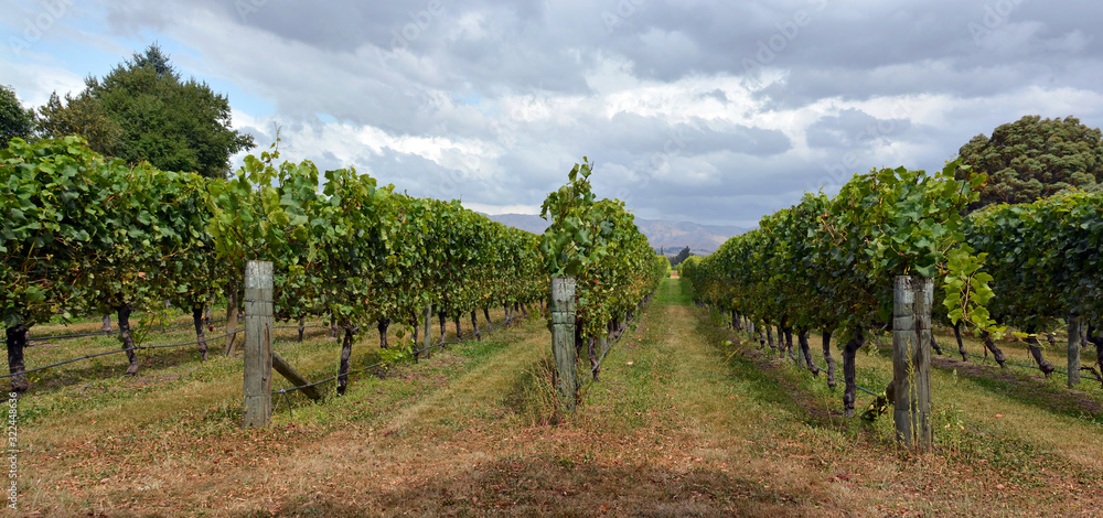 Syrah Wine Vineyard in Marlborough, New Zealand