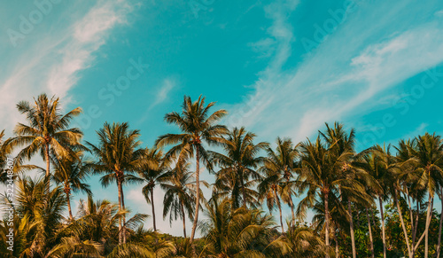 coconut palm tree on the beach of thailand  coconut tree with blur sky on the beach for summer concept background.